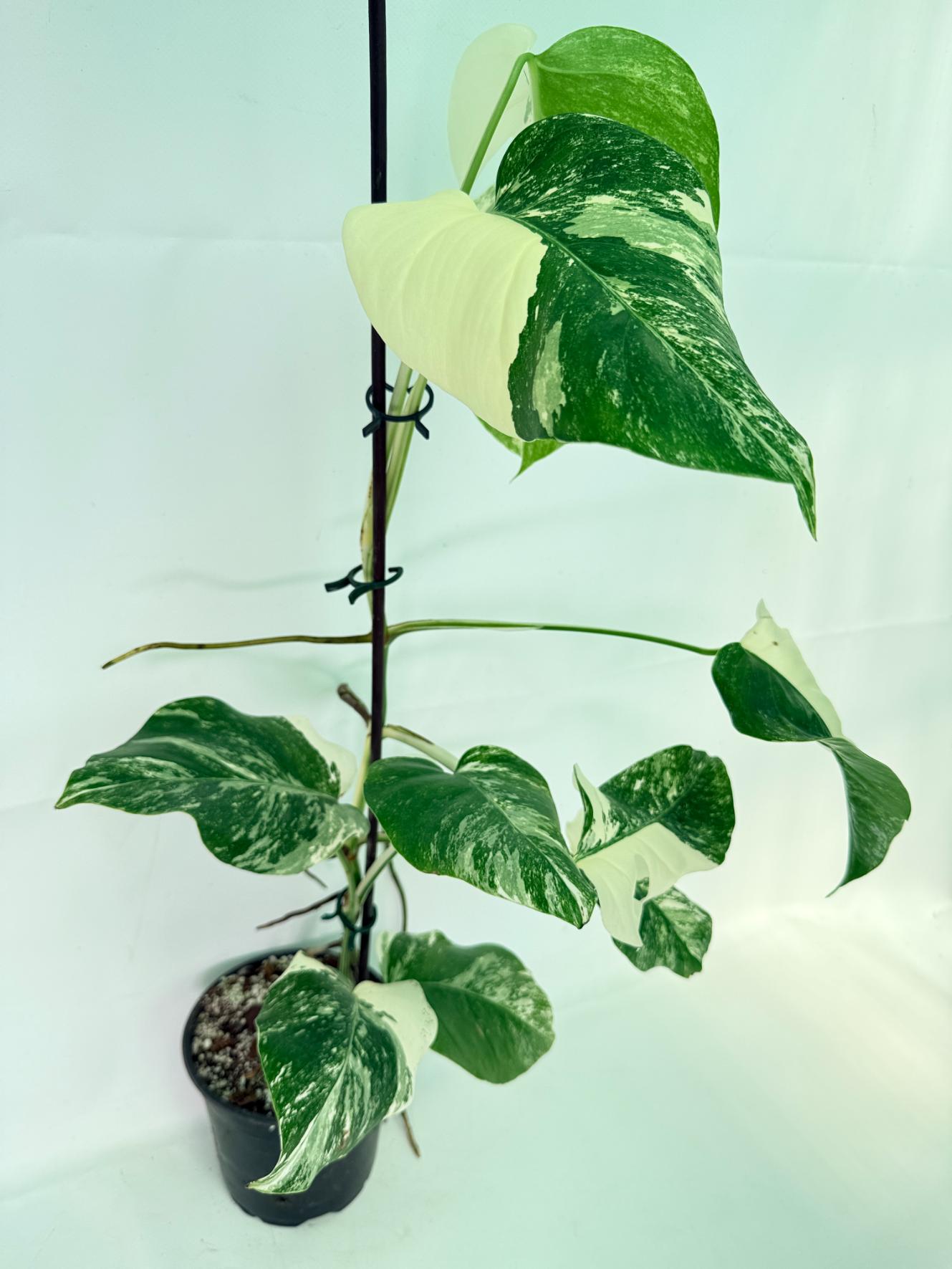 Monstera Albo Variegata XL 04