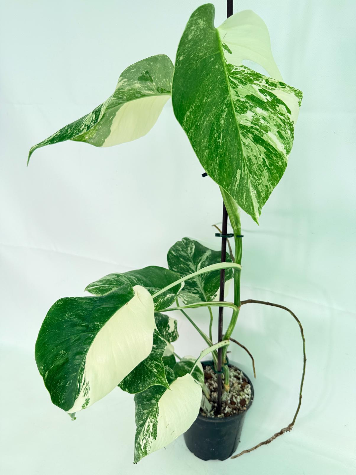 Monstera Albo Variegata XL 05