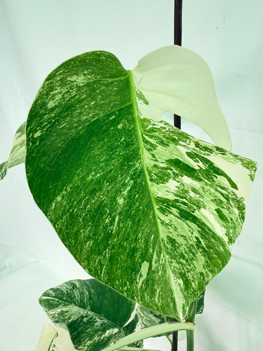 Monstera Albo Variegata XL 06