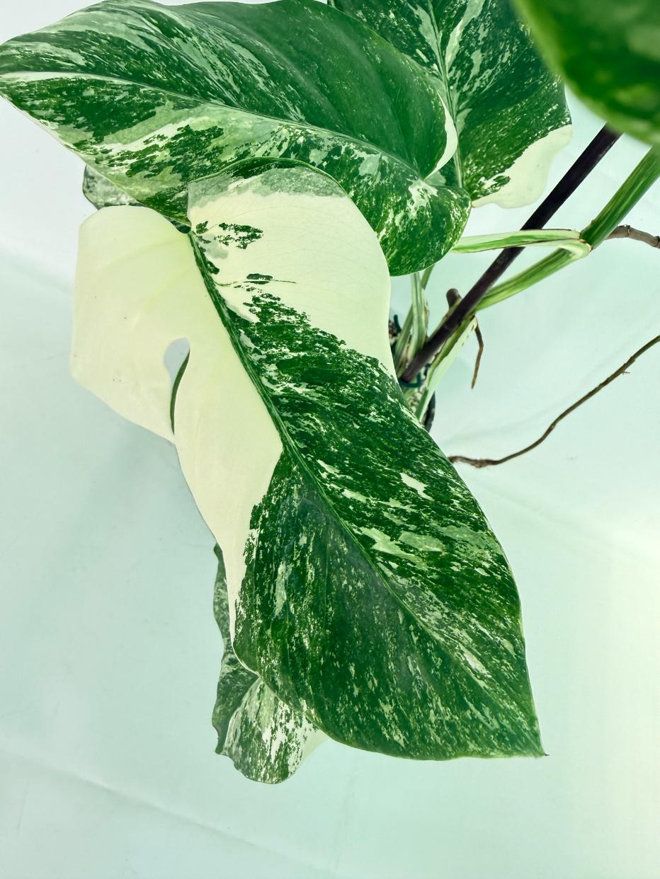 Monstera Albo Variegata XL 07