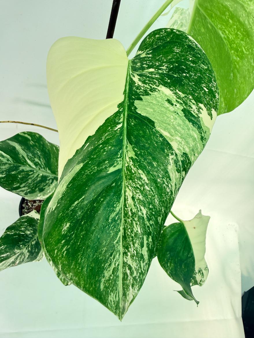 Monstera Albo Variegata XL 08