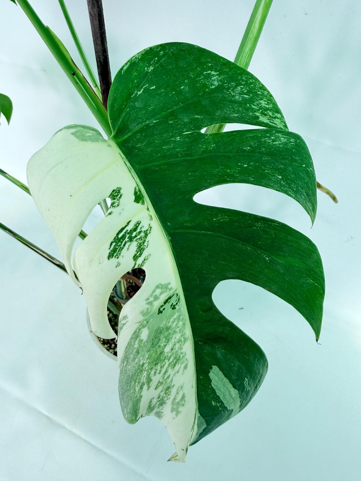 Monstera Albo Variegata XL 07