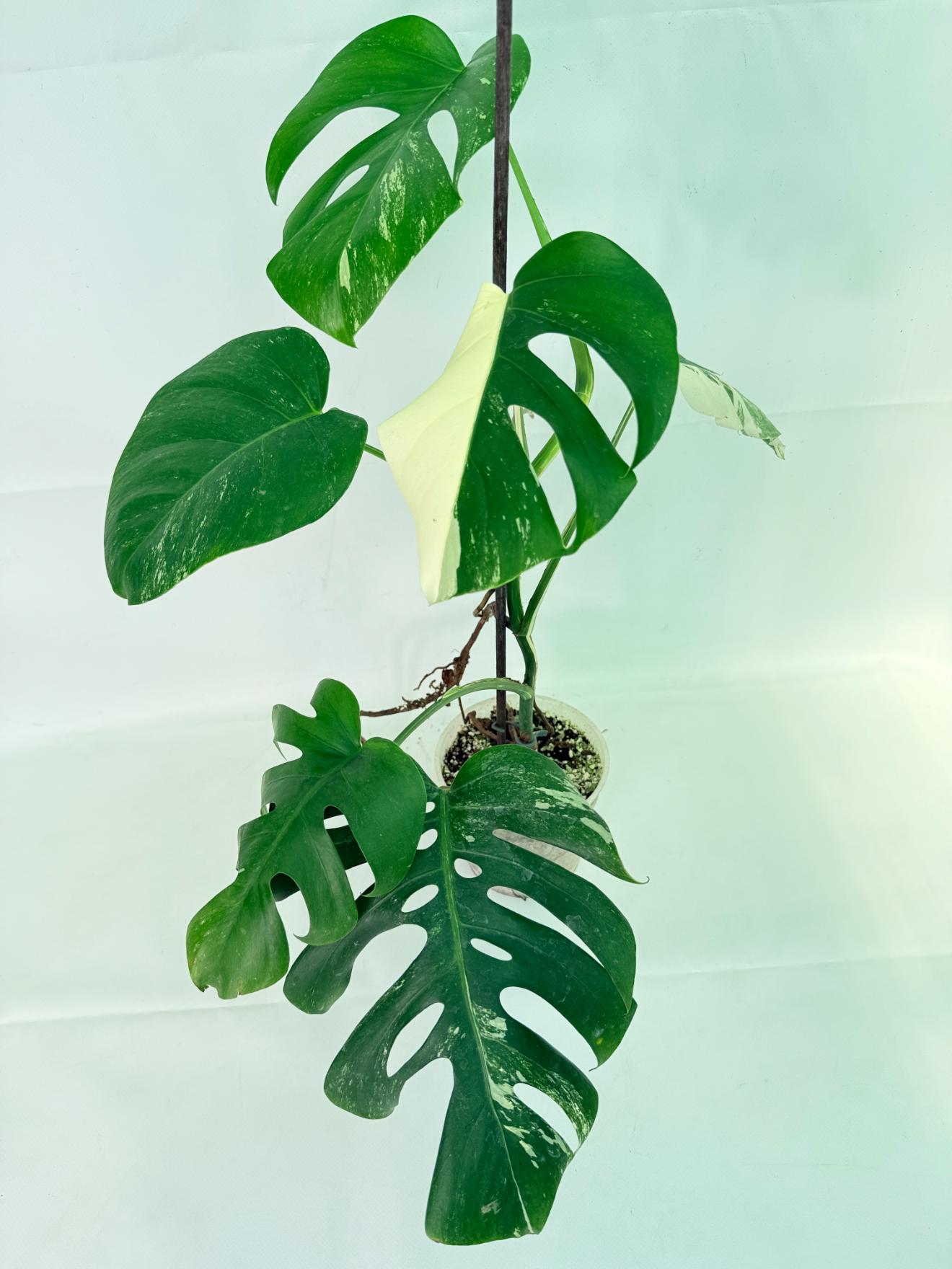 Monstera Albo Variegata XL 08