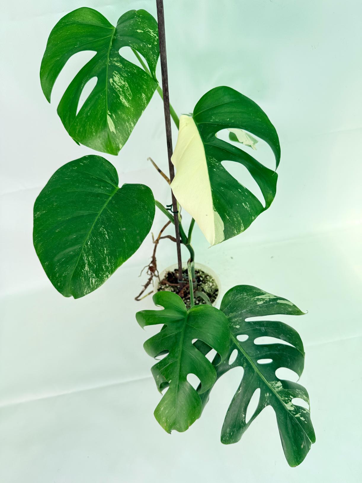 Monstera Albo Variegata XL 09