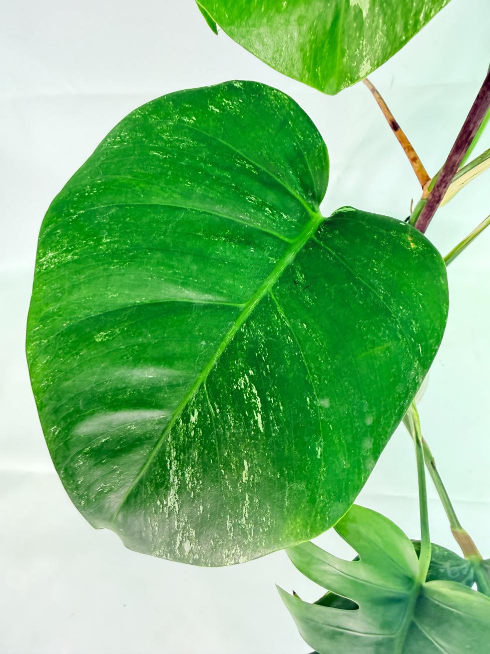 Monstera Albo Variegata XL 10