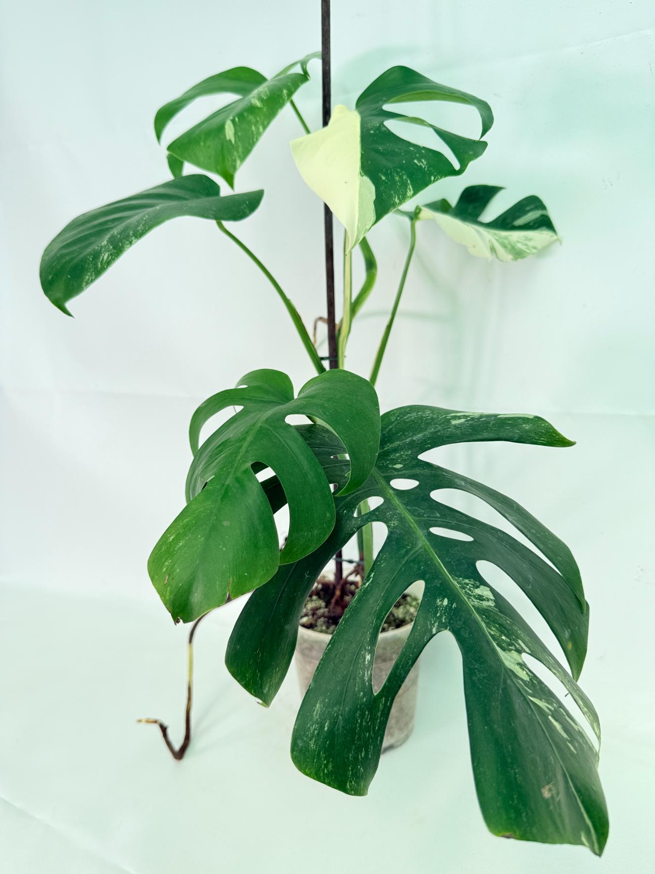 Monstera Albo Variegata XL 02
