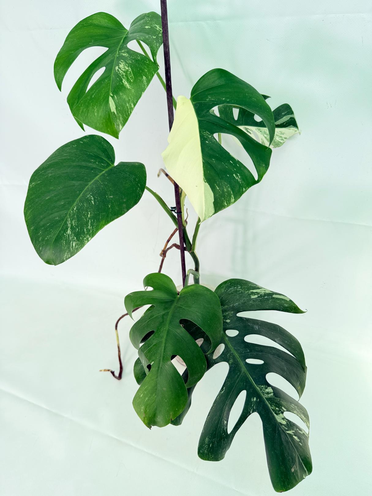 Monstera Albo Variegata XL 03
