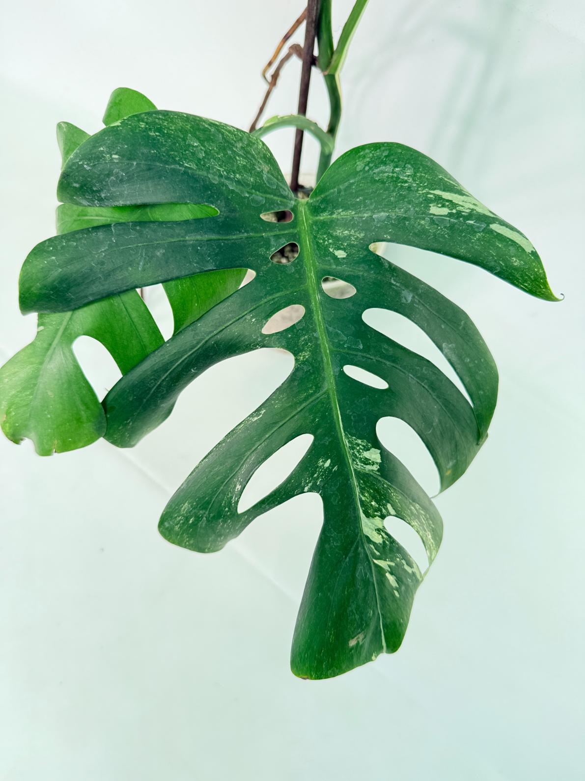 Monstera Albo Variegata XL 04
