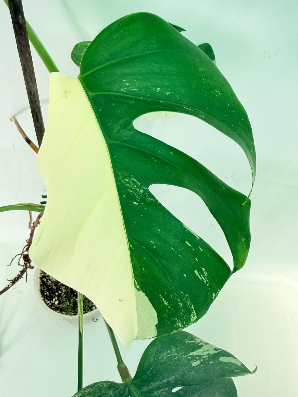 Monstera Albo Variegata XL 05