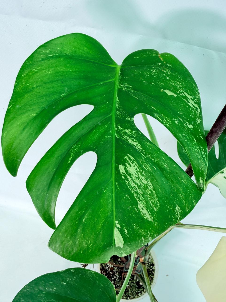 Monstera Albo Variegata XL 06