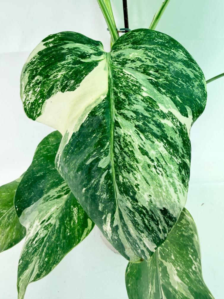 Monstera Albo Variegata XL 08