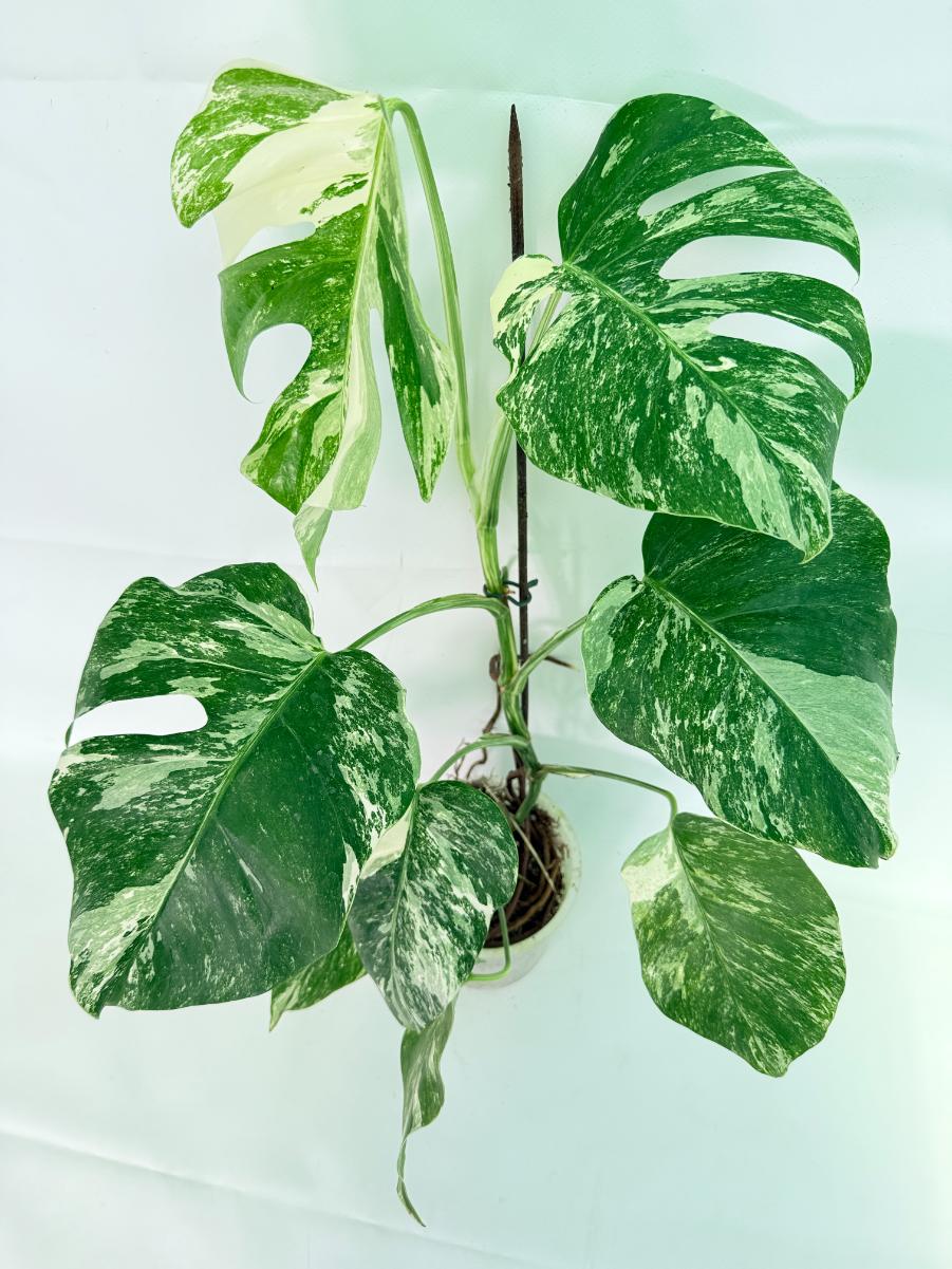 Monstera Albo Variegata XL 09