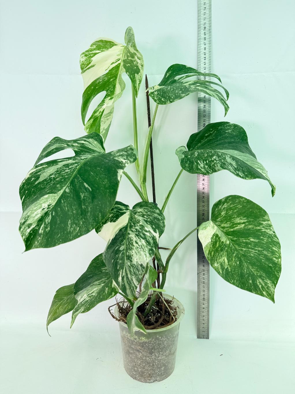 Monstera Albo Variegata XL 02