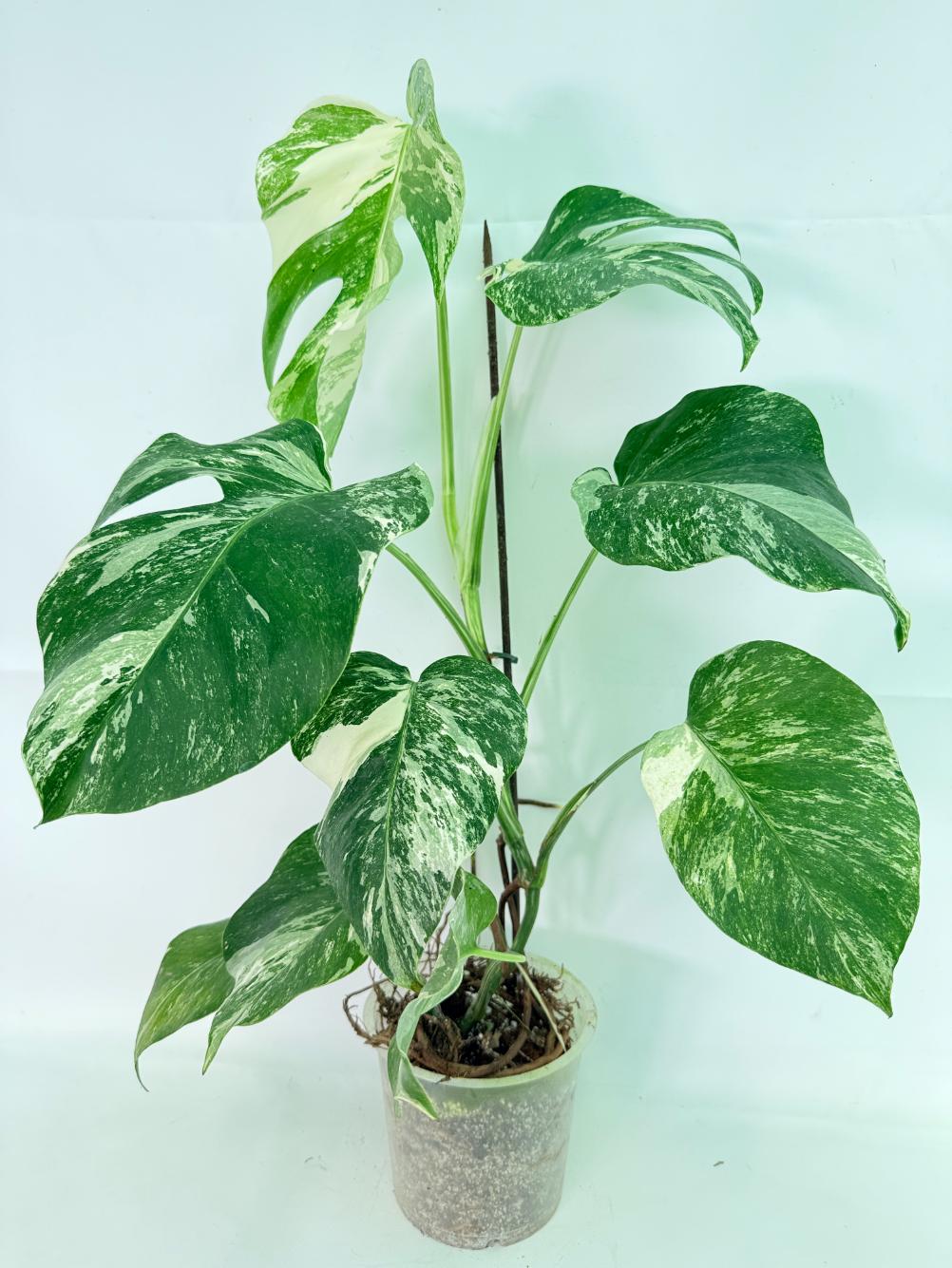 Monstera Albo Variegata XL 01