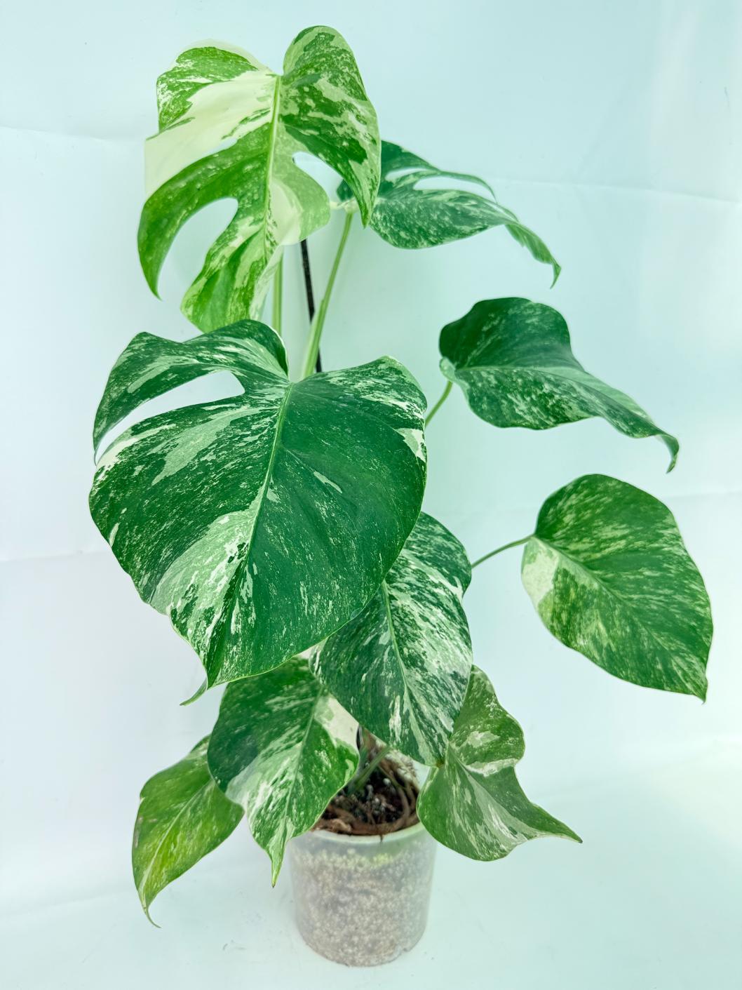 Monstera Albo Variegata XL 03