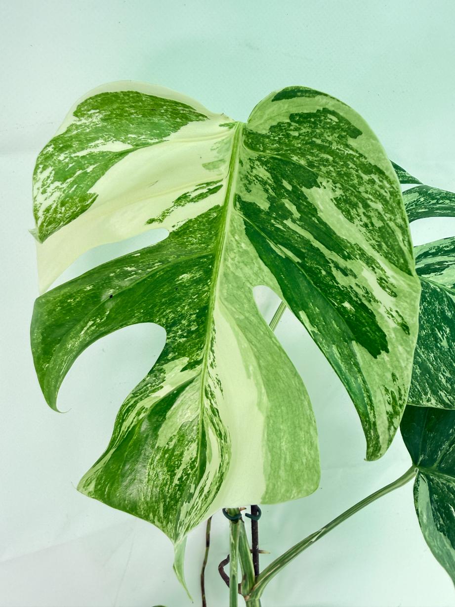 Monstera Albo Variegata XL 04