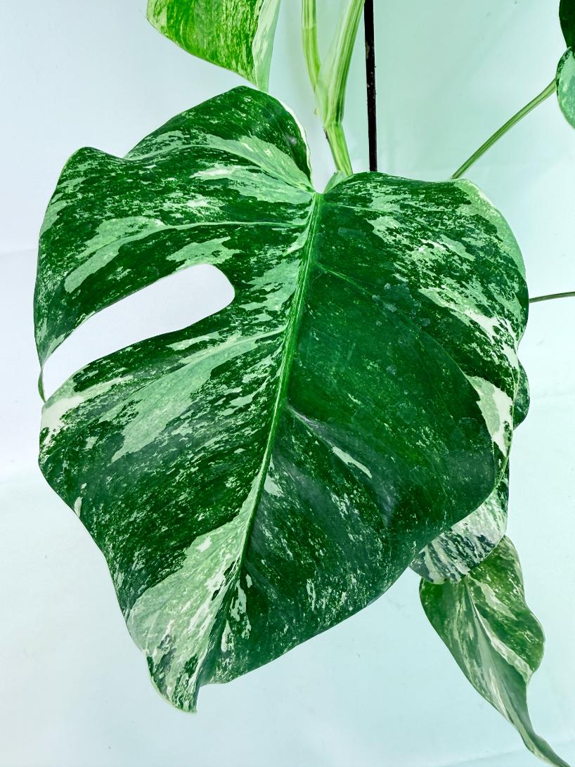 Monstera Albo Variegata XL 05