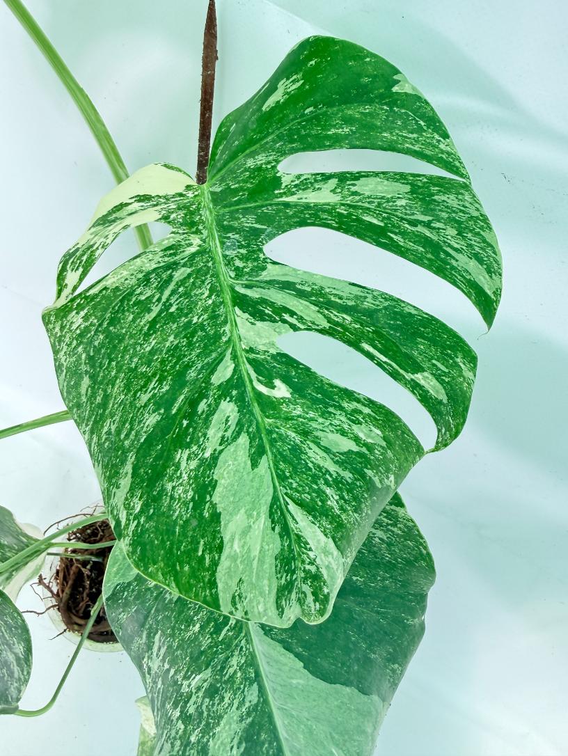 Monstera Albo Variegata XL 06