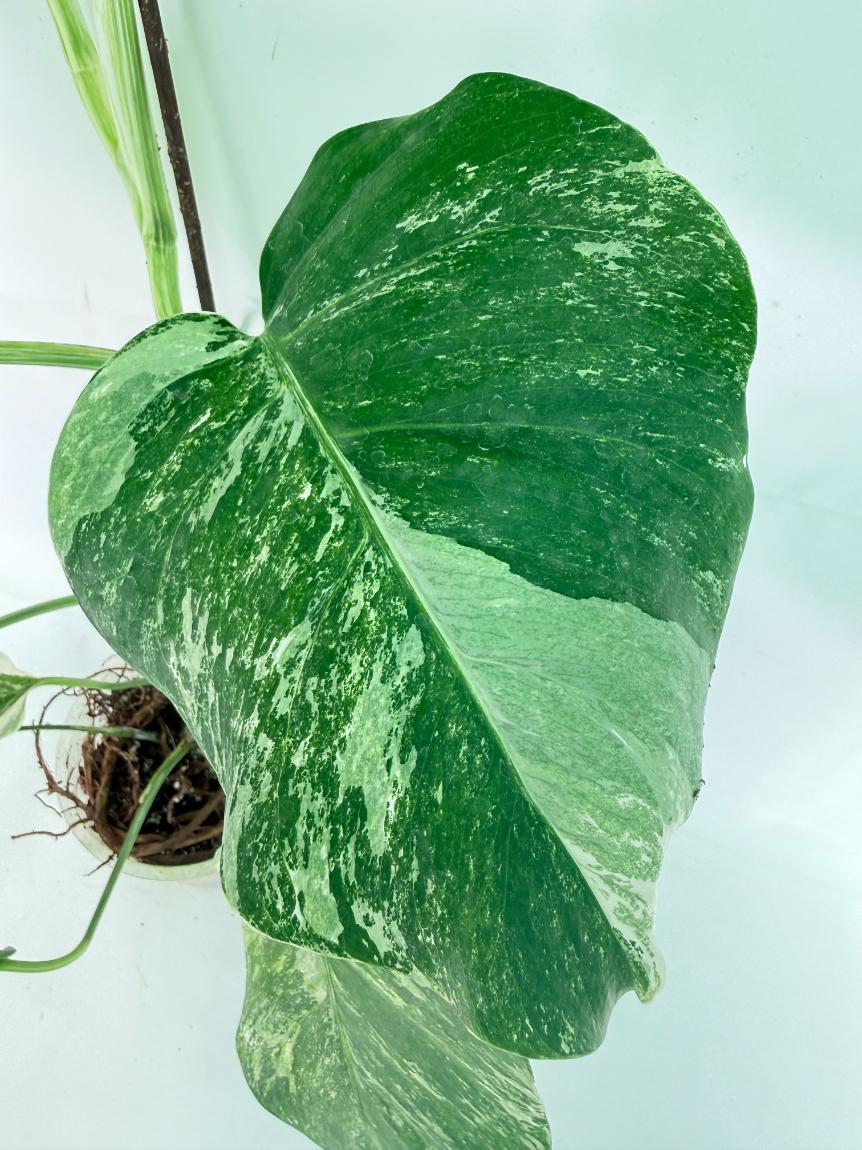 Monstera Albo Variegata XL 07