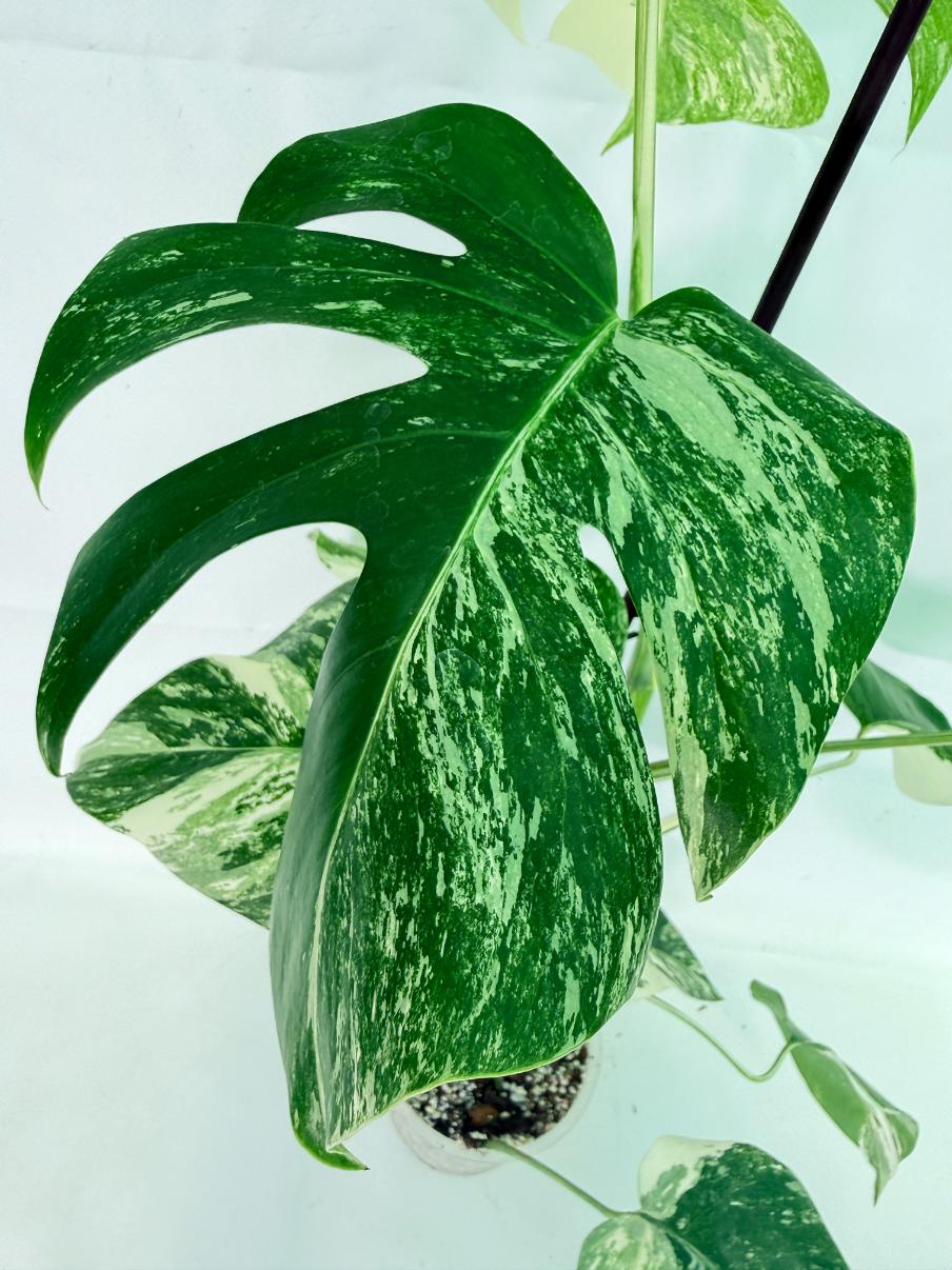 Monstera Albo Variegata XL 09