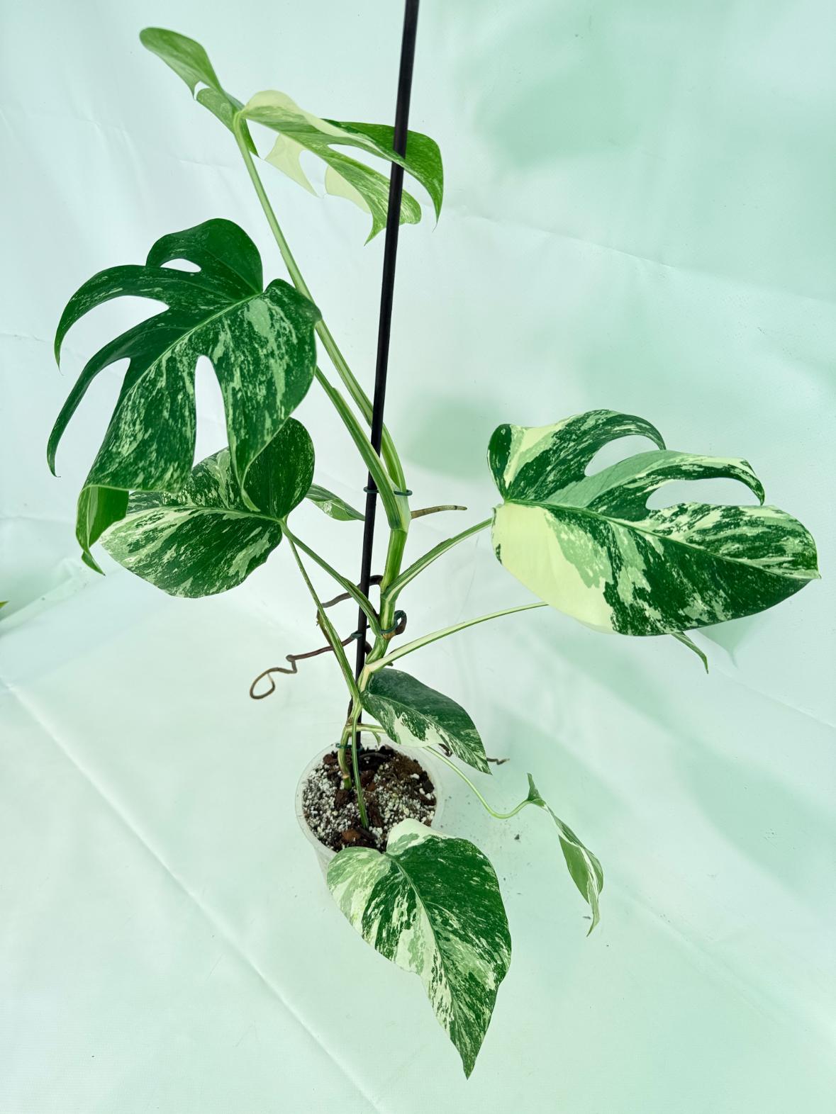 Monstera Albo Variegata XL 10