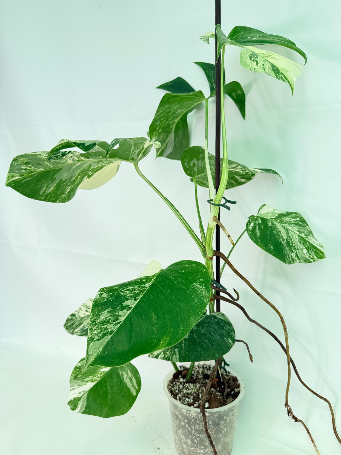 Monstera Albo Variegata XL 01