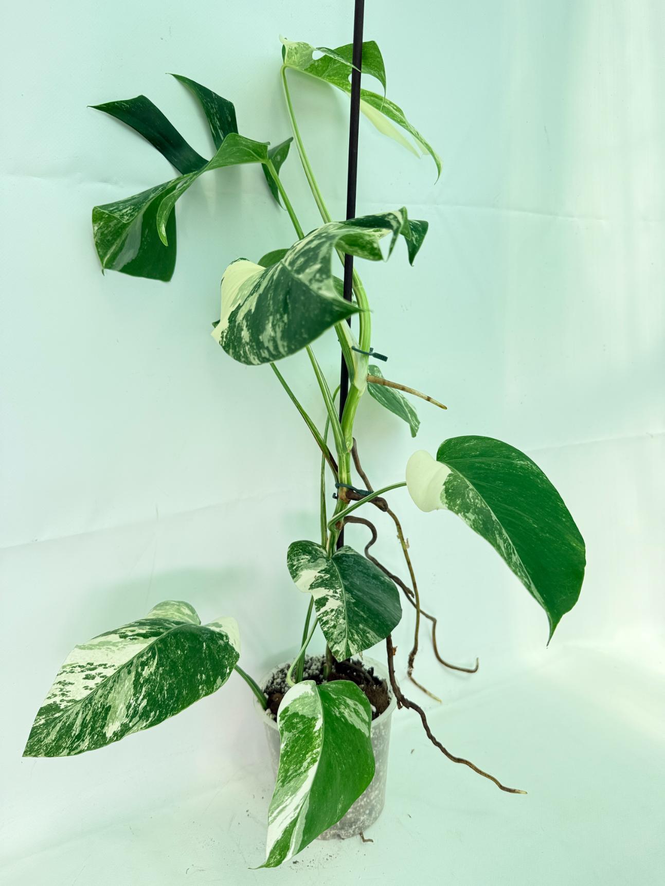 Monstera Albo Variegata XL 03