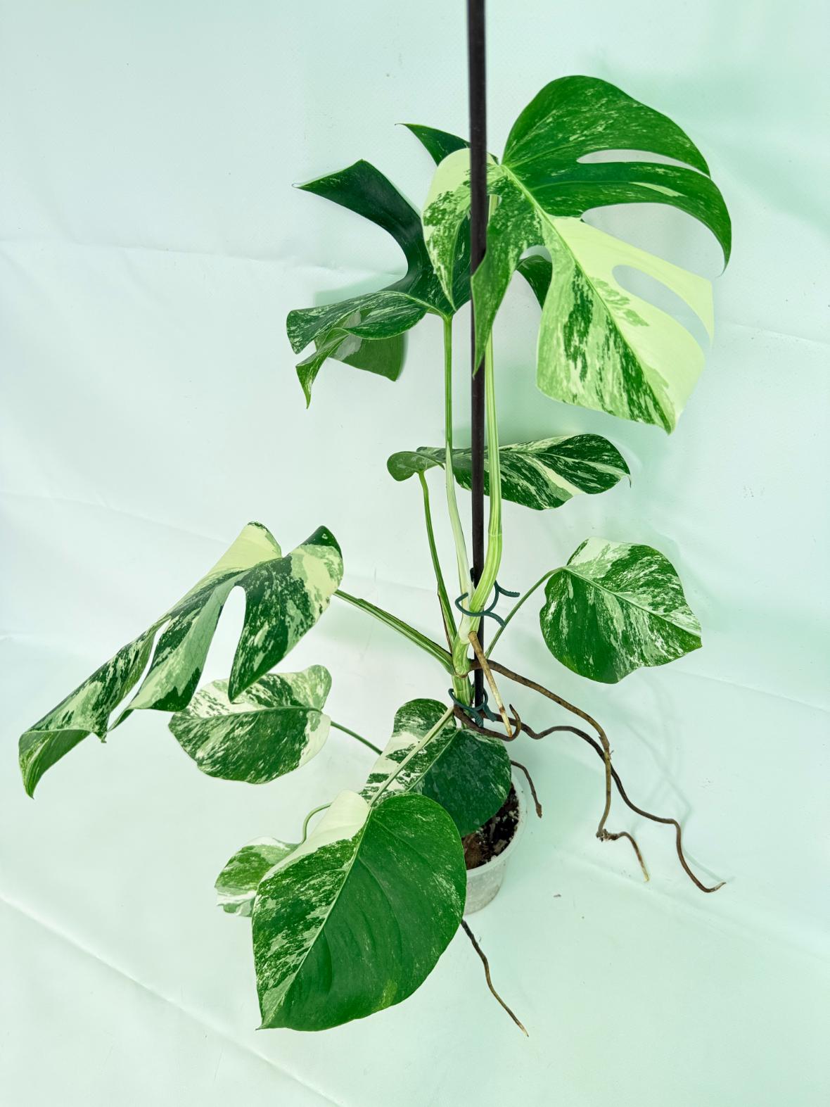 Monstera Albo Variegata XL 04
