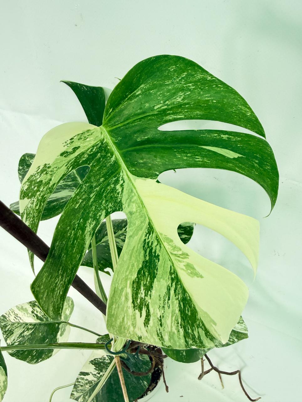 Monstera Albo Variegata XL 05