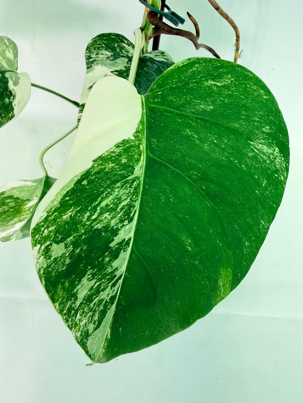 Monstera Albo Variegata XL 06