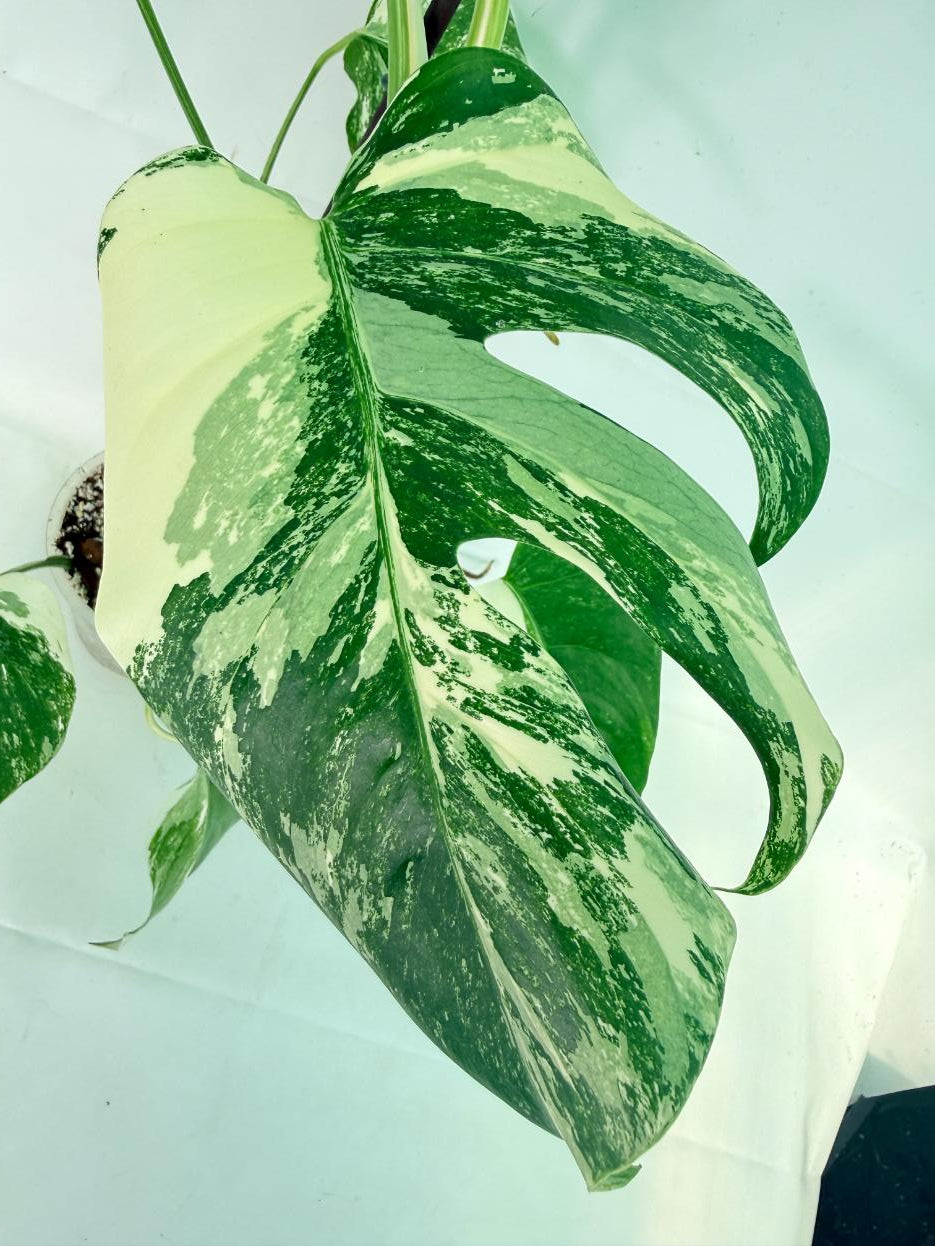 Monstera Albo Variegata XL 07
