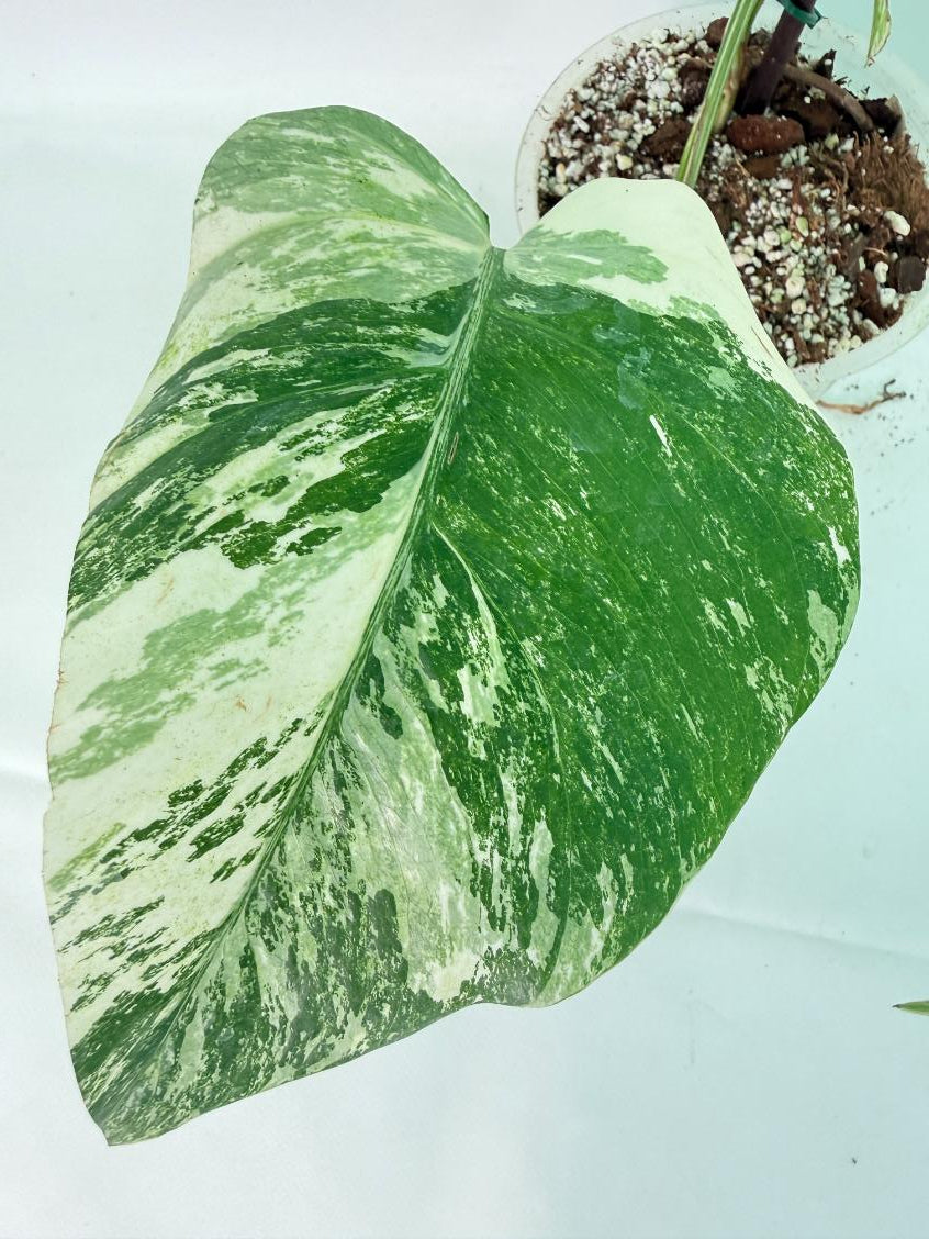 Monstera Albo Variegata XL 08