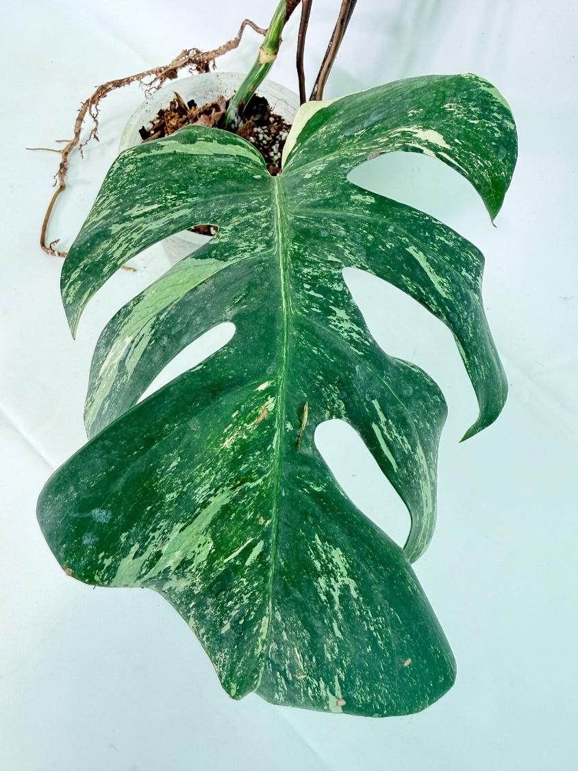 Monstera Albo Variegata XL 07