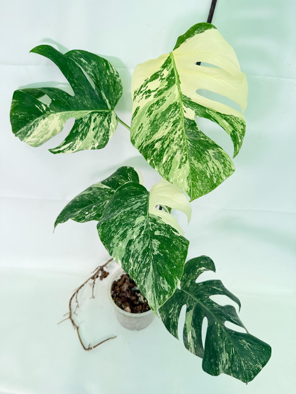 Monstera Albo Variegata XL 08