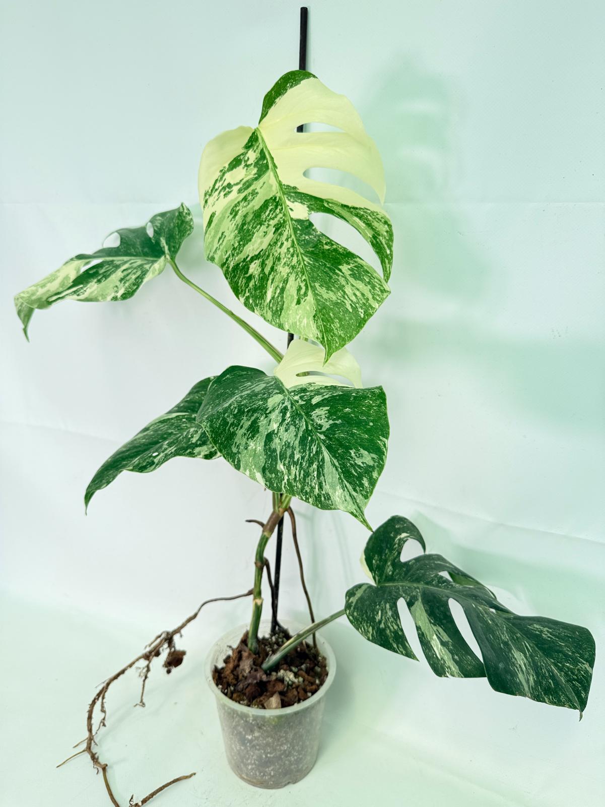 Monstera Albo Variegata XL 01