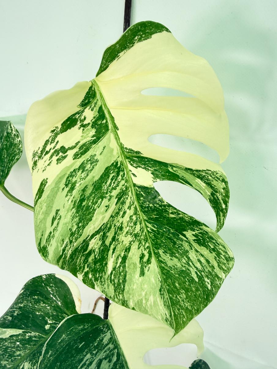 Monstera Albo Variegata XL 03