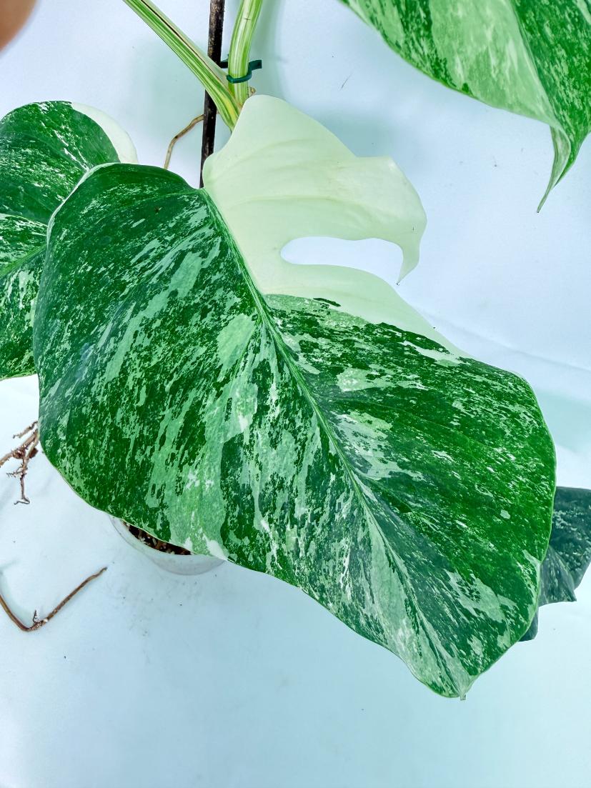 Monstera Albo Variegata XL 04