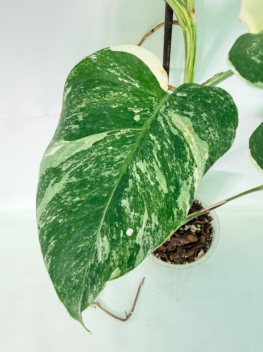 Monstera Albo Variegata XL 05