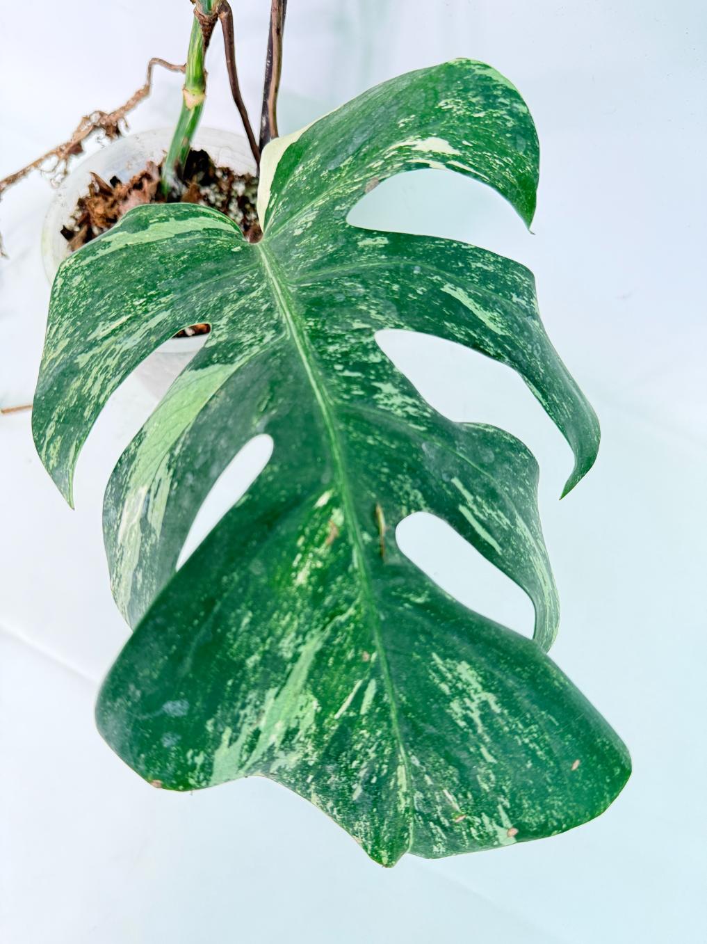 Monstera Albo Variegata XL 06