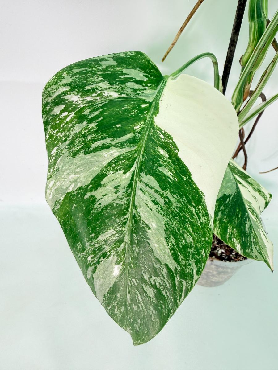 Monstera Albo Variegata XL 09