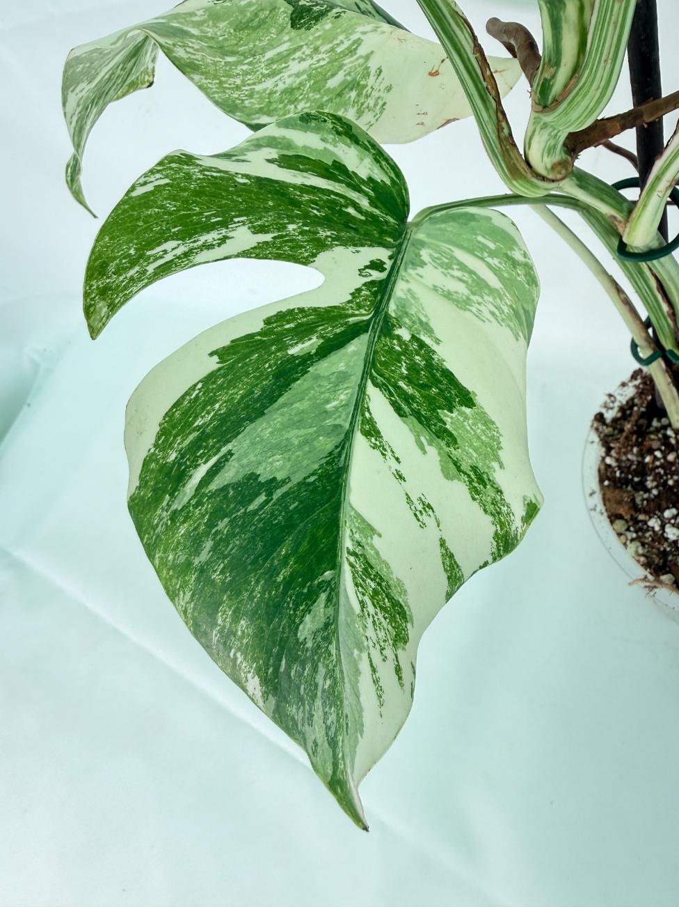 Monstera Albo Variegata XL 10