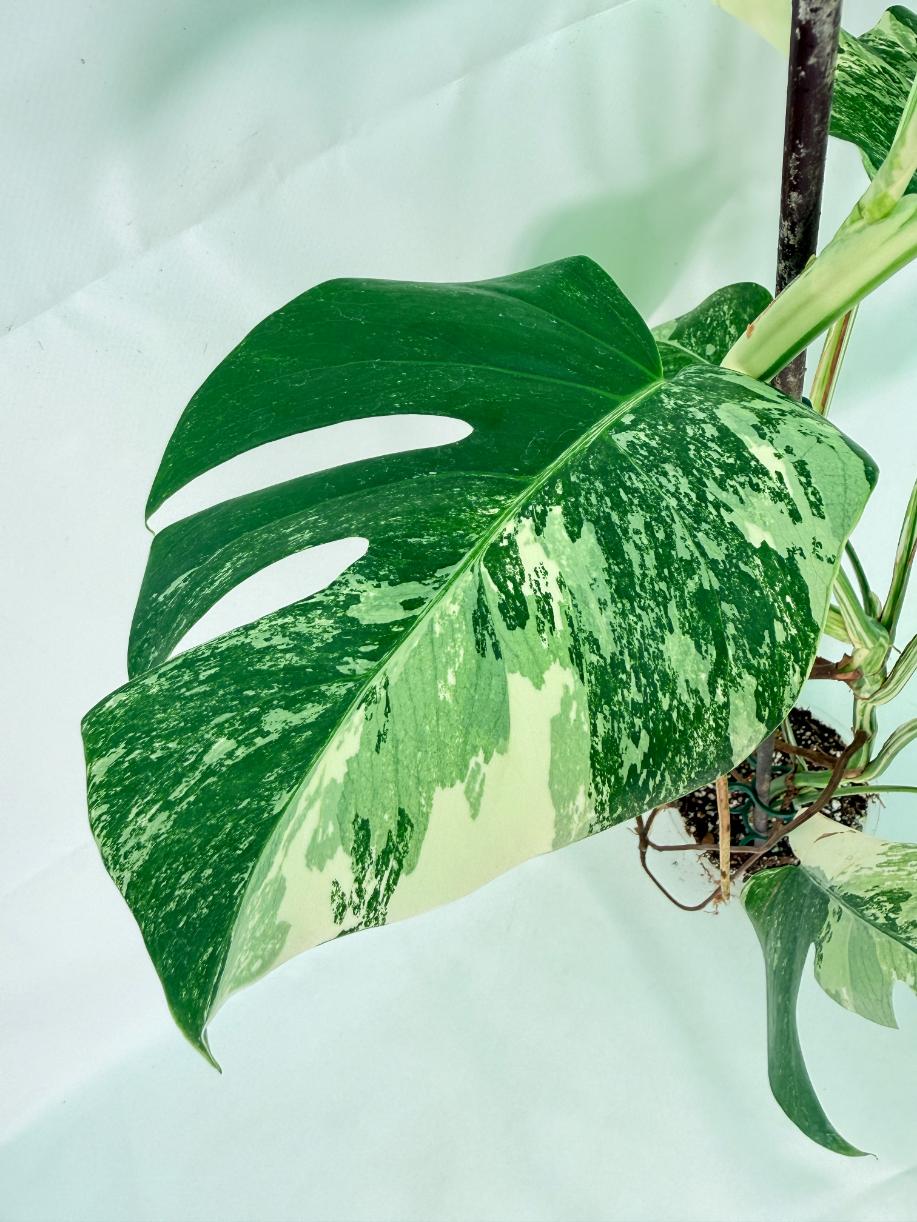 Monstera Albo Variegata XL 11