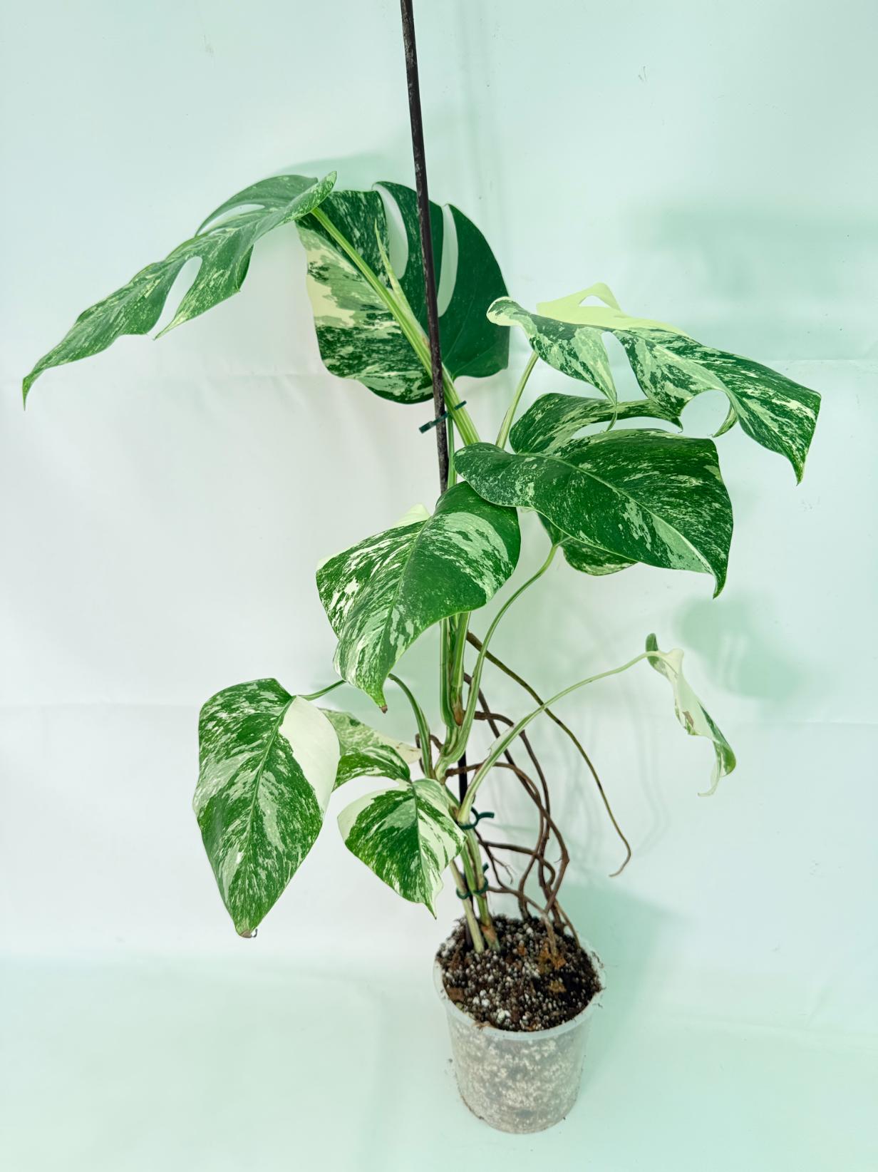 Monstera Albo Variegata XL 02
