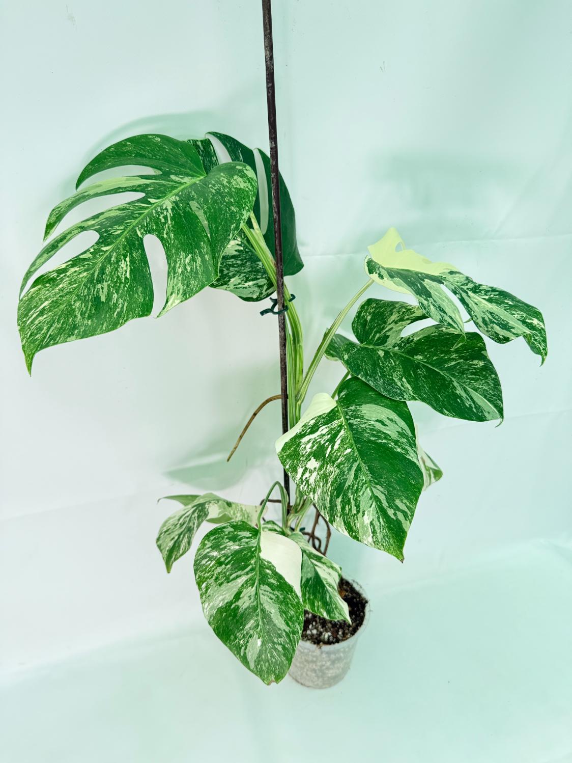 Monstera Albo Variegata XL 03