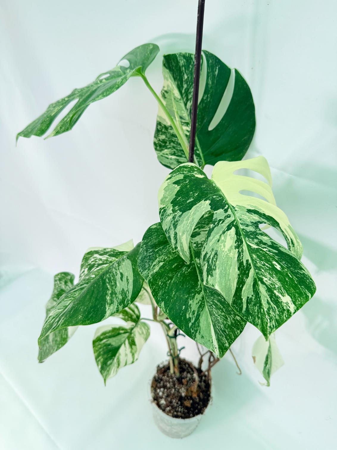 Monstera Albo Variegata XL 04