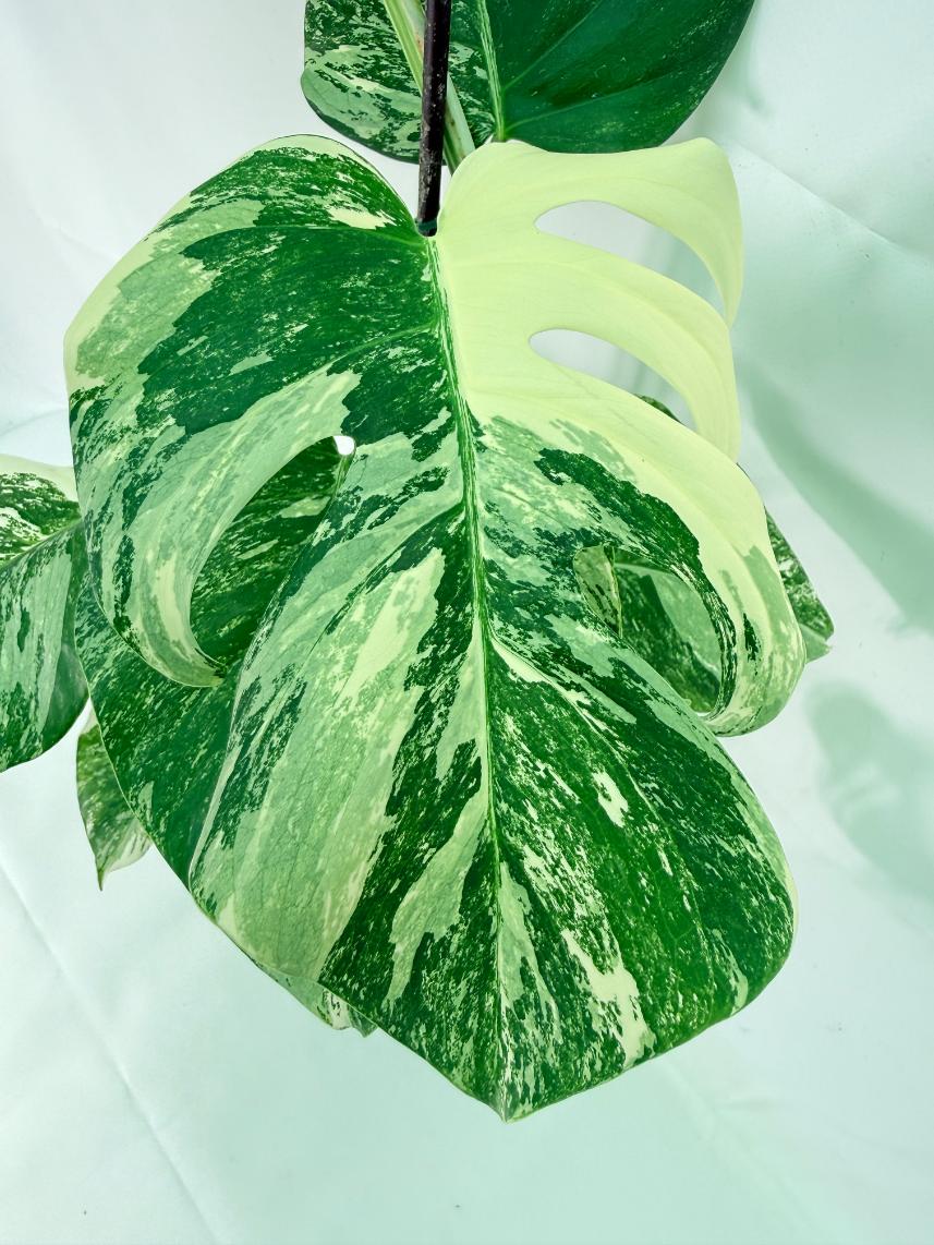 Monstera Albo Variegata XL 05