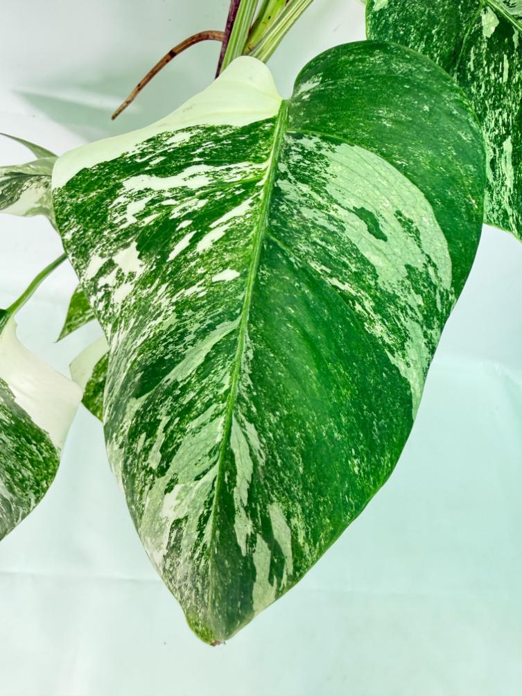 Monstera Albo Variegata XL 06