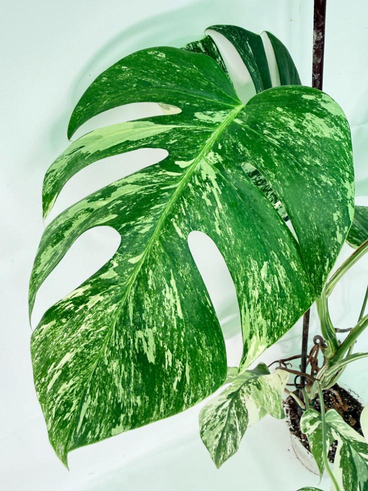 Monstera Albo Variegata XL 07