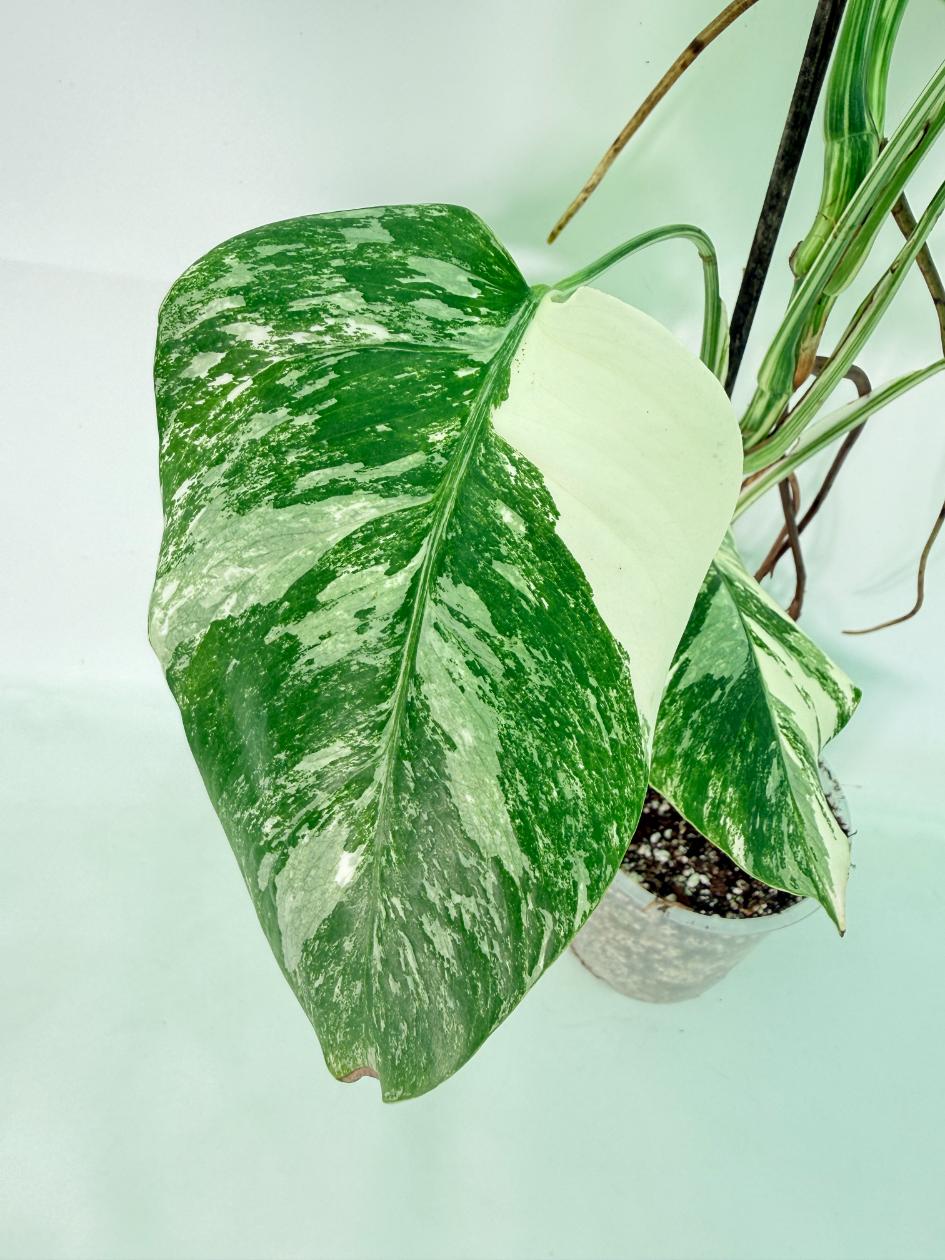 Monstera Albo Variegata XL 08