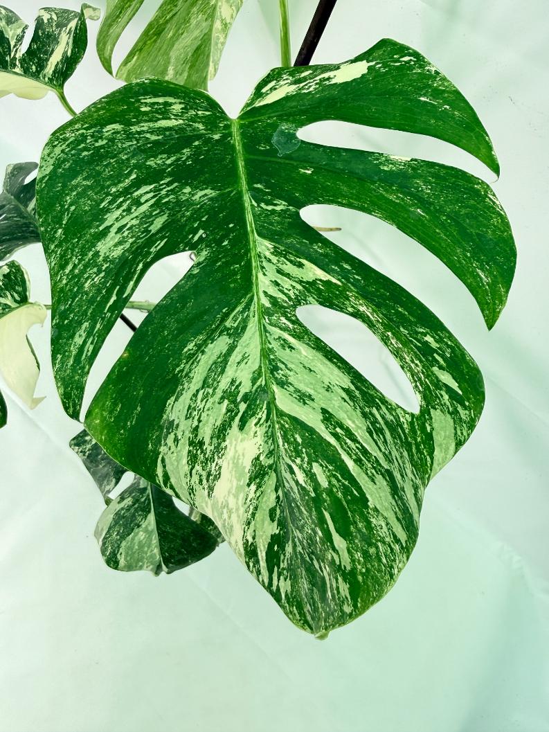 Monstera Albo Variegata XL 08